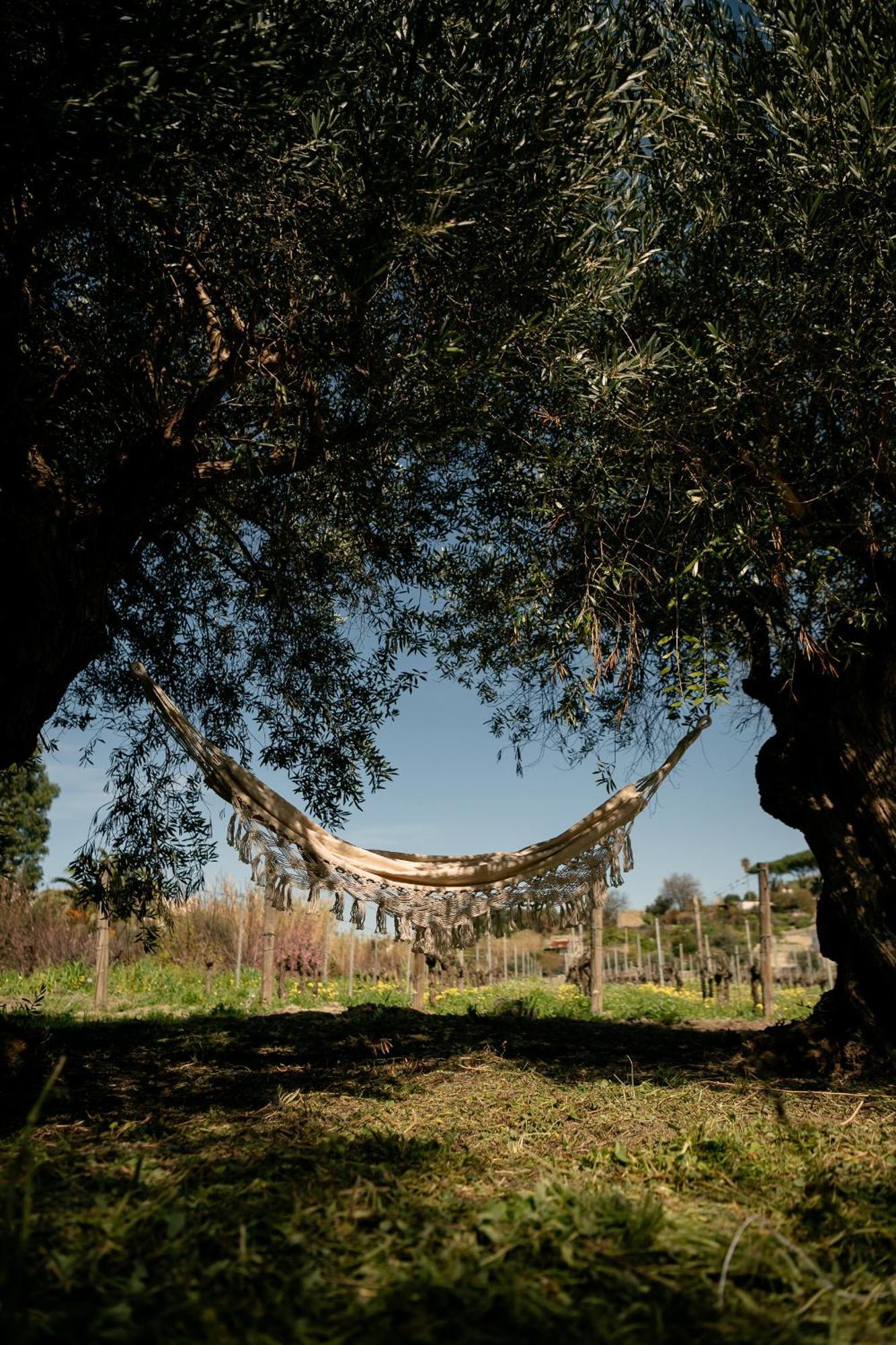 Tenuta Calitto Wine Resort E Spa Ischia Exterior photo